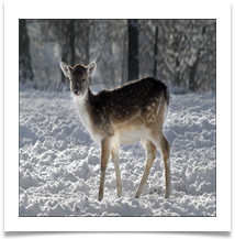 dunham deer_177 - Alan Taylor.